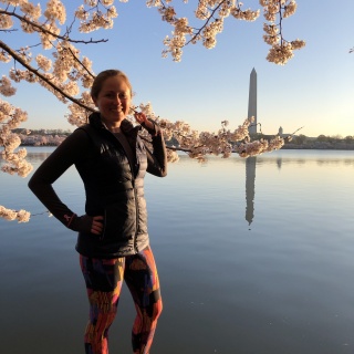 dc cherry blossoms 2019