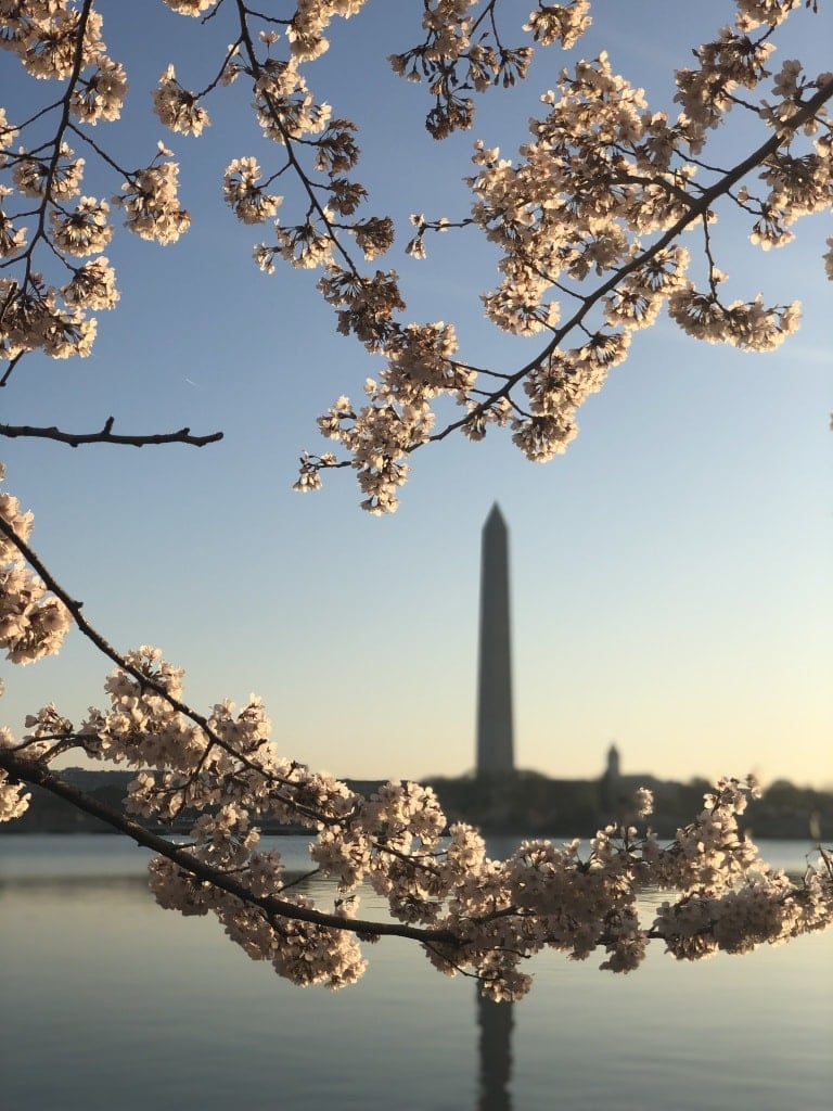 2019 dc cherry blossoms