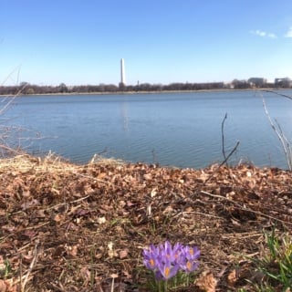 purple flowers on the banks of the Potomac river