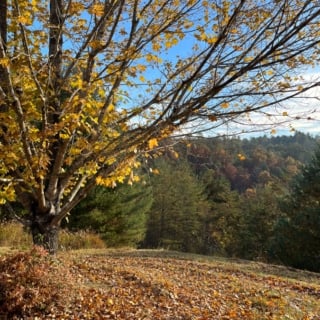 fall leaves