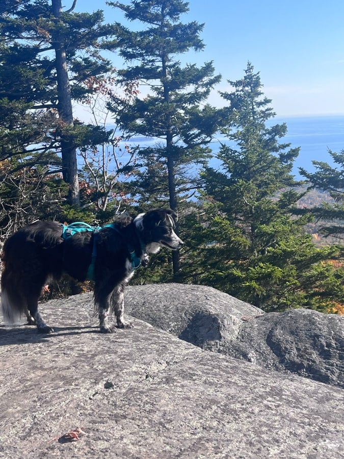 cute dog hiking in camden hills state park
