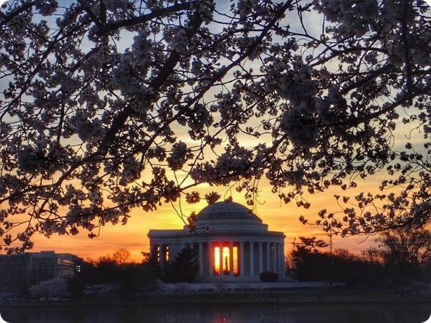 jefferson memorial cherry blossom sunrise