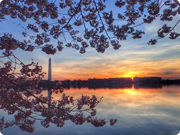 cherry blossom sunrise dc 