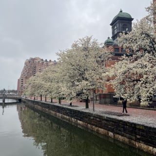 flowering trees along the water in baltimore