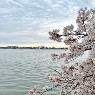 dc cherry blossoms