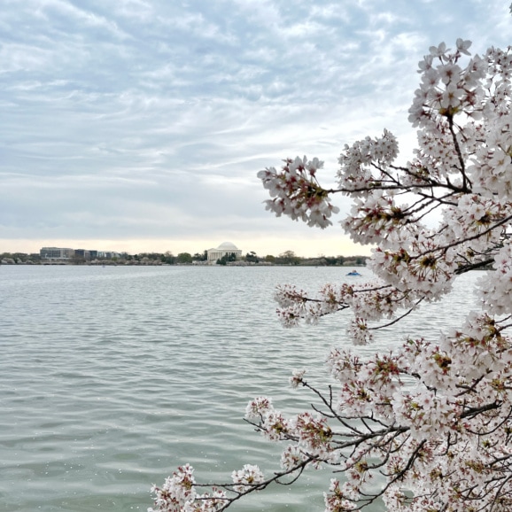 dc cherry blossoms
