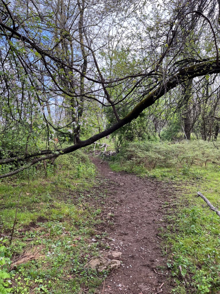 beagle gap