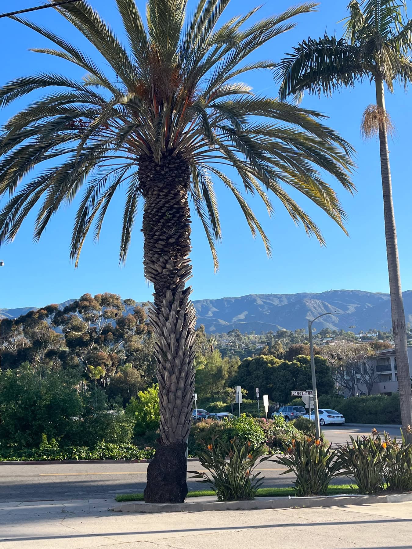 santa barbara ca palm tree
