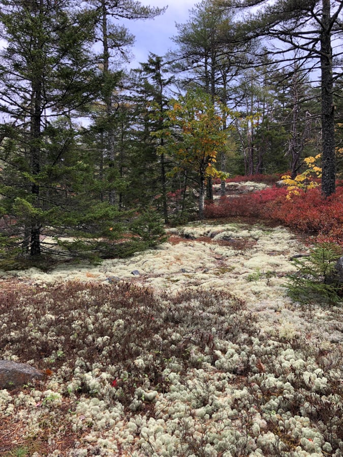 lichen on the giant slide trail in acadia