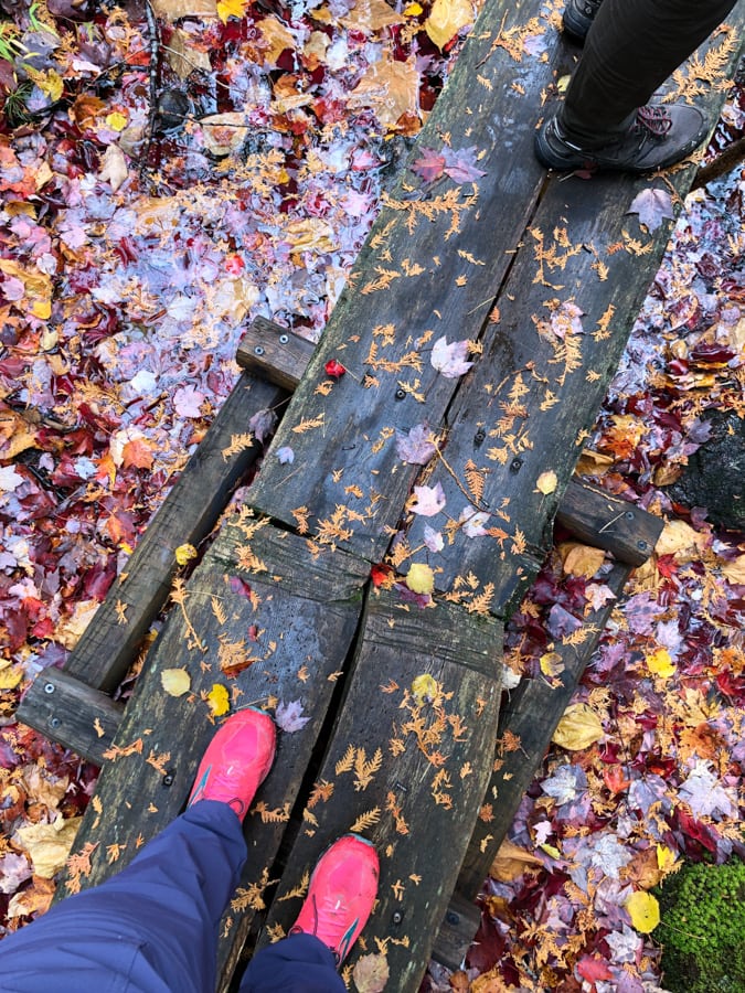 colorful fall leaves on a trail
