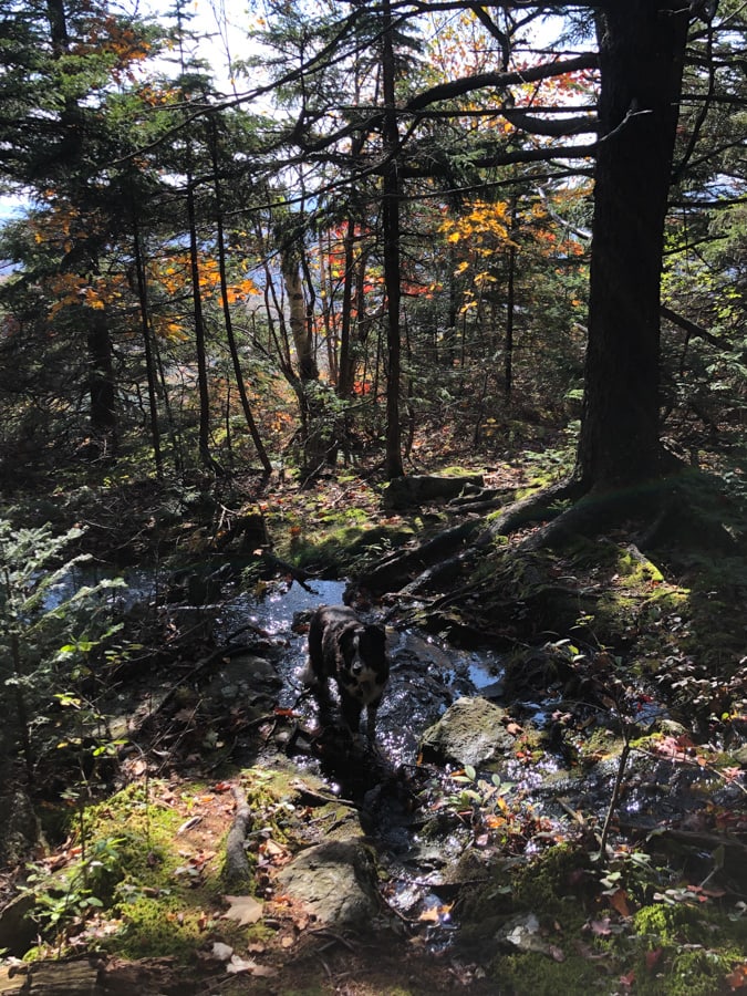 trees in camden hills state park