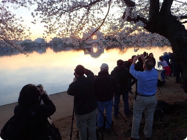 cherry blossom dc photographers