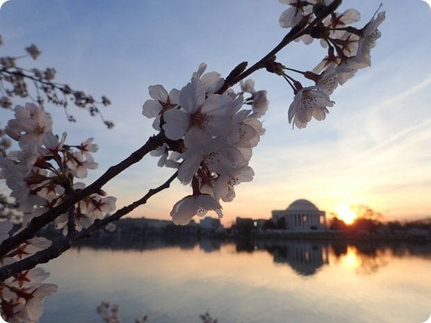 dc cherry blossom photography 2016