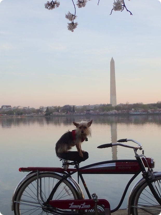 dog on bike cherry blossoms dc